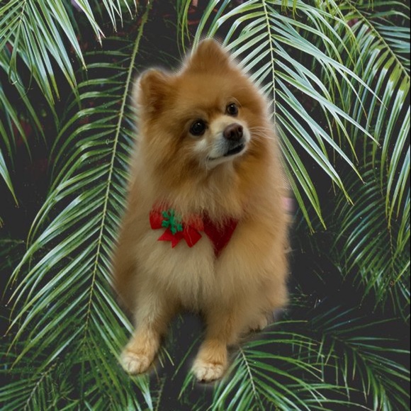 π Meet your Posher, Closet Treasures β¨ Cami π - Picture 2 of 5